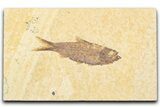 Detailed Fossil Fish (Knightia) - Wyoming #357553-1